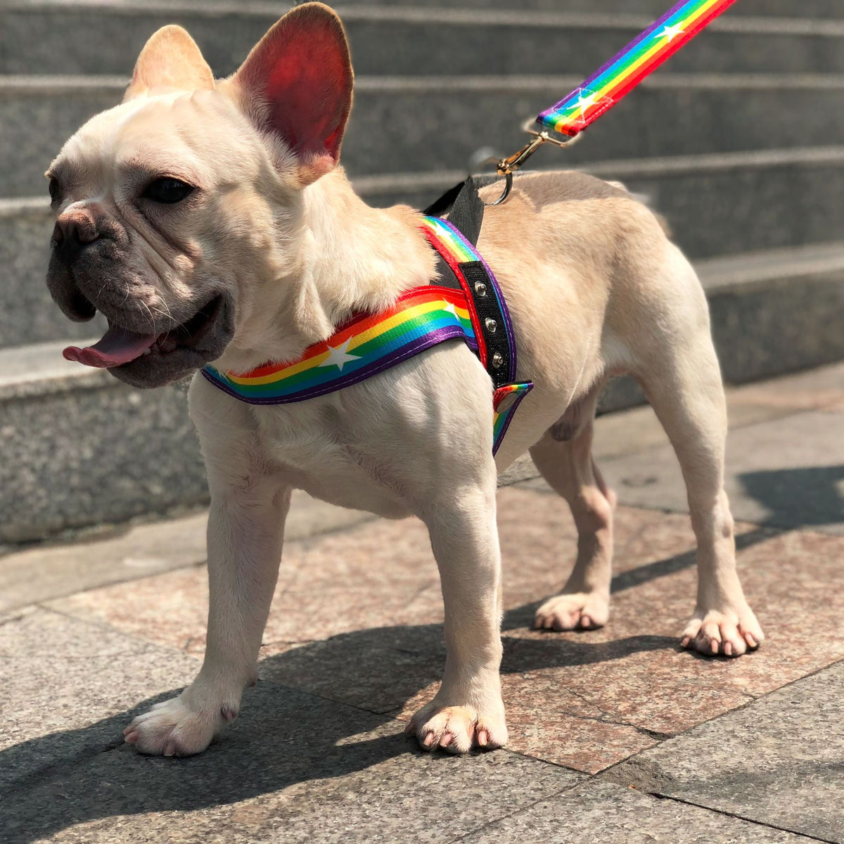 Rainbow Dog Chain Leash